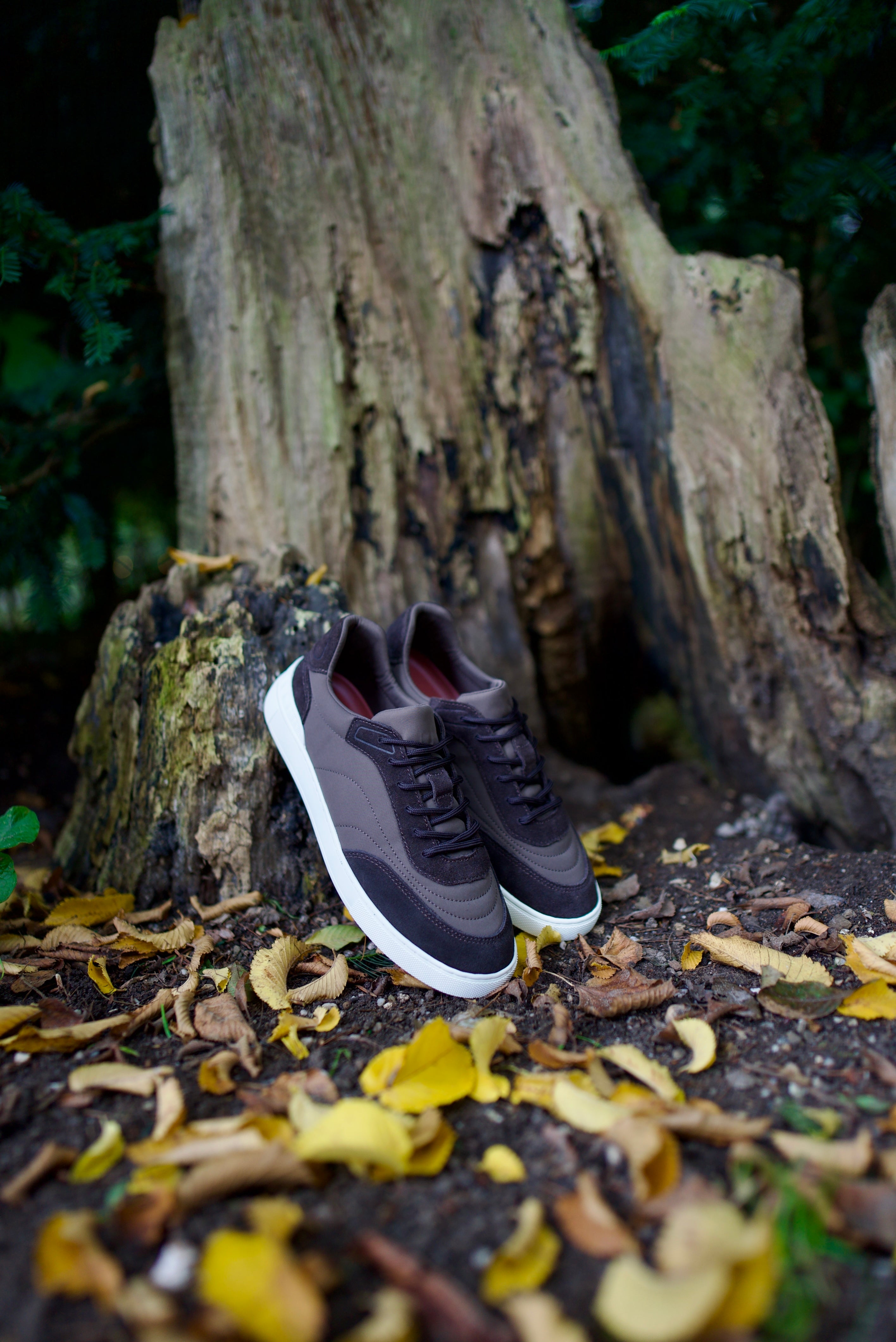 EVEREST LADY - COCOA